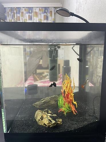 Akvariumlar: Dördbucaq akvarium, Balıqlarla birlikdə, 27 l — 2