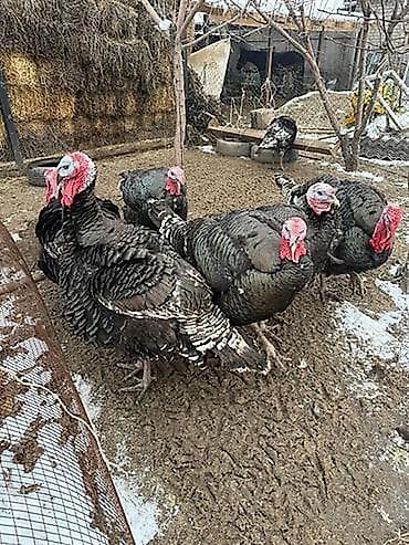 карликовый пудель цена: Amerkan bronz hinduşka balaları satılır 18-20 kq olurlar isteyen gelib — 1