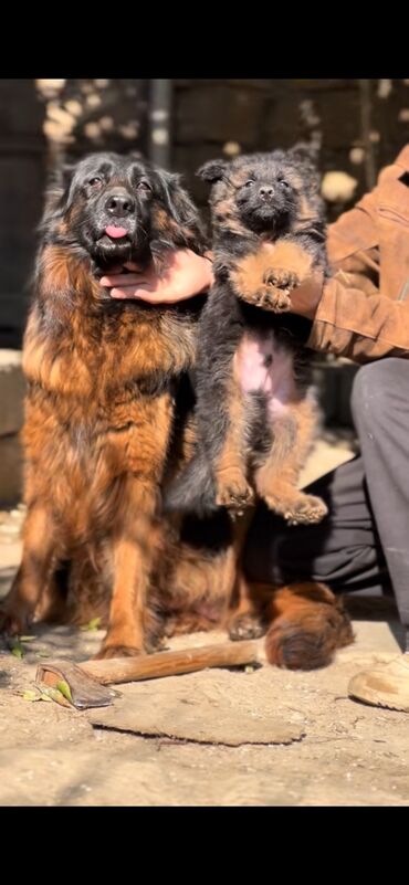 İtlər: Alman çoban iti, 3 ay, Erkek, Peyvəndli — 19