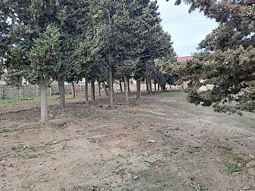 Torpaq sahələrinin satışı: 25 sot, Kupça (Çıxarış) — 11