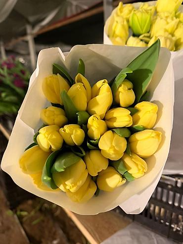 Другие товары для дома: Цветы Голландские Тюльпаны Оптом! Из Голландии получаем — 3