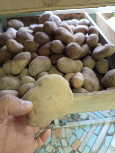 прикорневой объем: Картошка