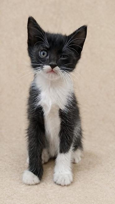 Мышыктар: Отдадим котят в добрые руки! Котятам 2 месяца. Ласковые, игривые и — 2