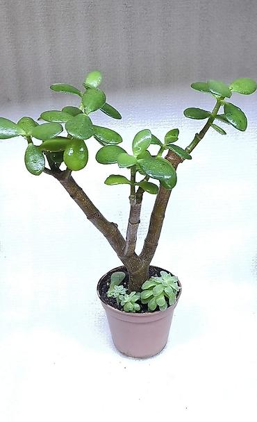 Хлорофитумы: Продаю комнатные растения, цветы . Пассифлора кализия розовая пантера — 9