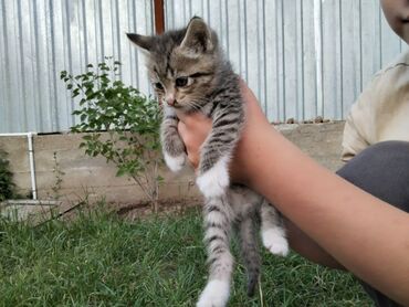 Продажа кошек: Беспородная, 1 месяц, Мальчик, Серый