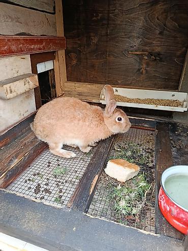 Dovşanlar: Salam.kaliforniya anqorka dovsanlari satilir.qiymet dovwana gore — 8