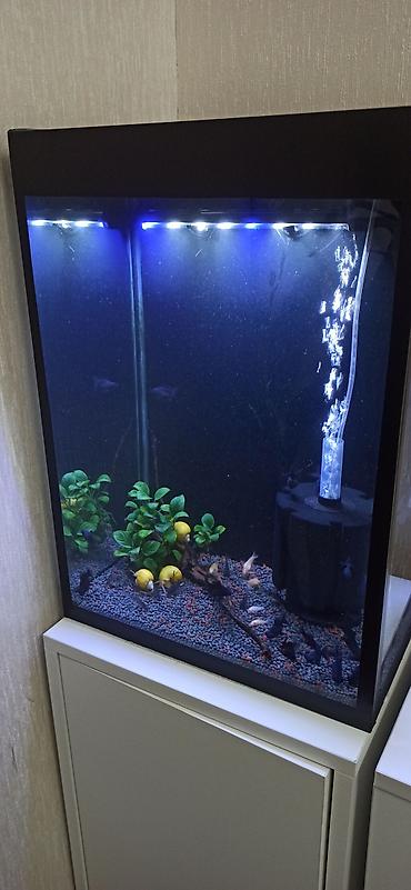 akvarium gəncə: Hündürlüyü 51.eni 27 uzunluğu 36 su tutumu 50 litr şkaf ilə balıqlar — 2
