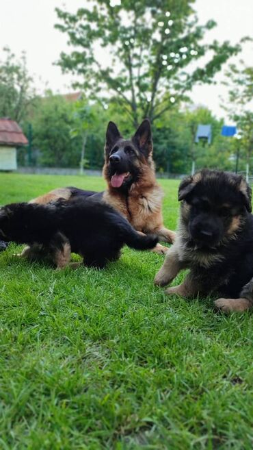 pomeranac stene: Prodajem žensko stene dugodlako starosti 4.5 meseca. Majka Donna od