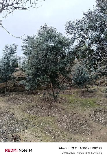 Ağaclar: Zeytun ağacları - Seçim: müxtəlif ölçü və yaşlarda zeytun ağacları - — 7
