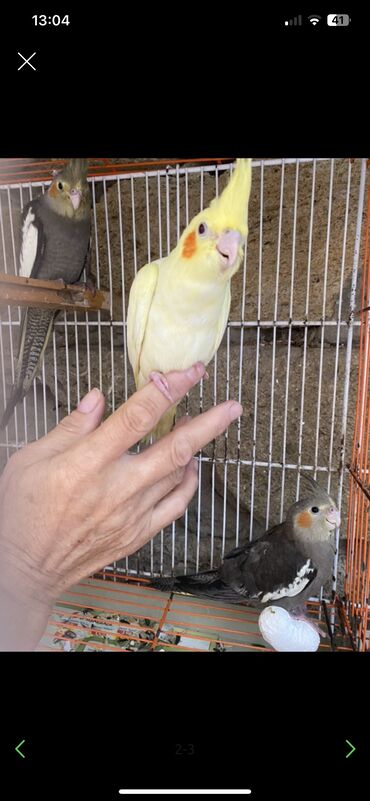 quş qaz: Korella cute hazir