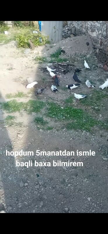 Göyərçinlər: 10dene quşdu satılır ağ qara qırmızı lar di
