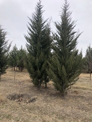 Şitillər: Dekarativ agaclarin satiwi istenilen novde istenilen olcude var elave — 18