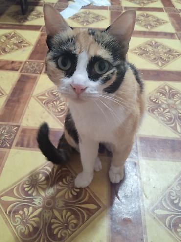 кошка манас: Скотиш Фолд (Шотландская вислоухая), более 5 лет, Девочка, Черепаховый, Приучена к лотку — 1
