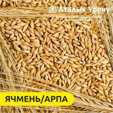 джемма отзывы форум в Кыргызстан | АВТОЗАПЧАСТИ: Семена ячменя, арпа урук урон сатылат сорт гетьман Расход - 200
