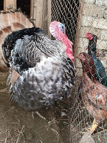 Hinduşkalar: Erkək, Damazlıq — 9