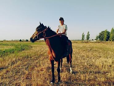 Лошади, кони: Продаю | Жеребец | Рабочий — 10