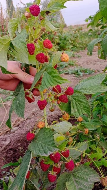 арпа семена: Саженцы : Малина, Самовывоз