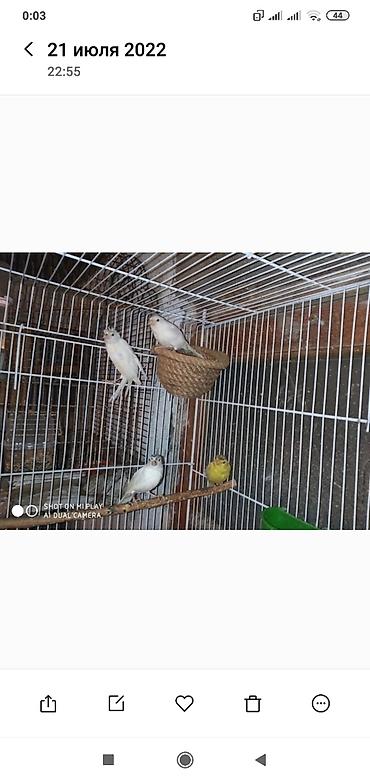 bulbul satılır: Super bül bul lərin kanareyka konor solovey ağ Erkey oxuyan bala — 5