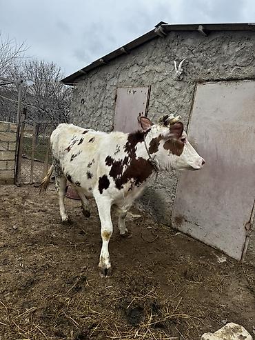 Inəklər, öküzlər: Simmenatlla ivanofka mələzi düyə satılır. Buzovluğundan məndədir.Öz — 9