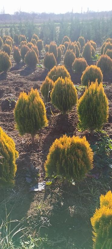 fıstıq ağacı satışı: Məhsul: Peyzaj üçün iynəyarpaq və gül kolları - Thuja “Aurea Nana” — 2