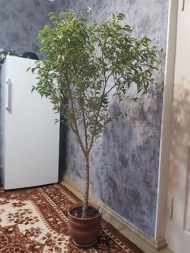продам фикус бенджамина: Фикус Бенджамина в напольном горшке. Особенности и уход: - — 2