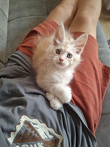 котята мэйн кун: 🐾 ЭКСКЛЮЗИВНЫЙ КОТЁНОК МЕЙН-КУН ПОЛИДАКТ 🐾 цена указана под кастрацию — 5