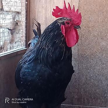 yumurtlayan toyuqlar satilir: Toyuq, Australorp, Yumurtalıq, Ünvandan götürmə, Ödənişli çatdırılma — 10