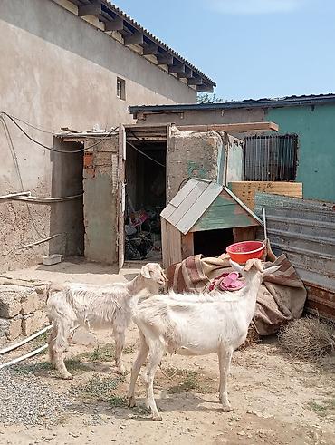 keci heyvan: Dişi, Zanen, il: 1, 50 kq, Damazlıq, Pulsuz çatdırılma — 1