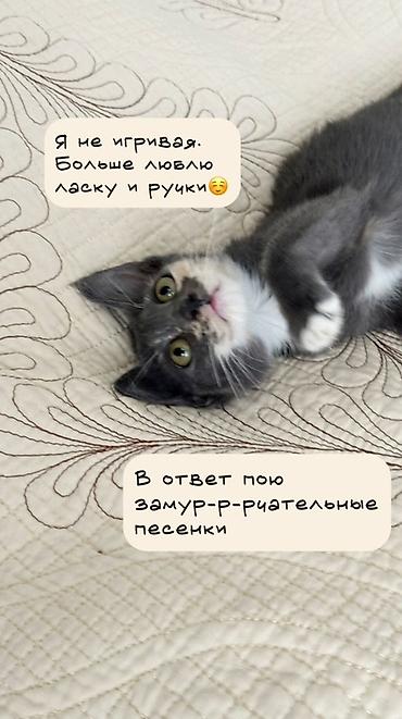 отдам в добрые руки: Кошка даром: Беспородная, 3 месяца, Девочка, Приучена к лотку, Проглистована — 2