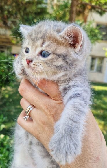 Pişiklər: Şinşilla, Erkək, Yaxşı əllərə -da lalafo.az — 8 Pişiklər: Şinşilla, Erkək, Yaxşı əllərə — 8