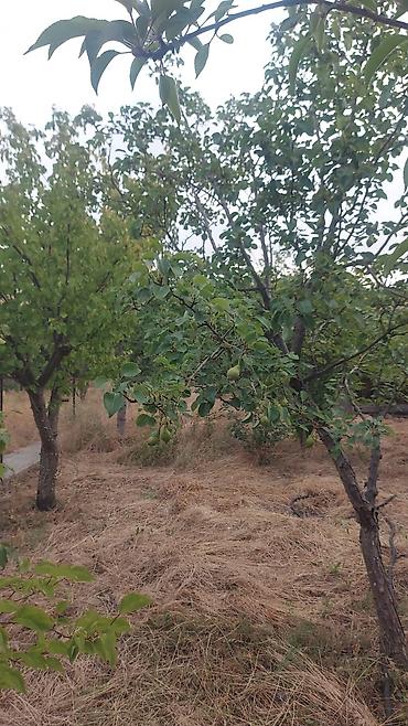 Həyət evləri və villaların satışı: 6 otaqlı, 340 kv. m -da lalafo.az — 20 Həyət evləri və villaların satışı: 6 otaqlı, 340 kv. m — 20