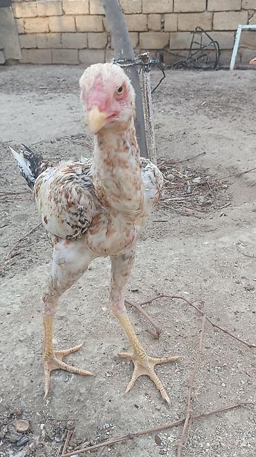 pitbul balasi satilir: Toyuq cücələri, Damazlıq, Ünvandan götürmə — 1