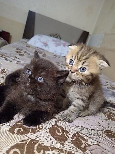 Pişiklər: Britan — 2