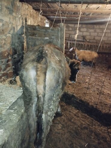 Dana, buzov: Dana, buzov, Erkək, ay: 6, Ətlik — 10