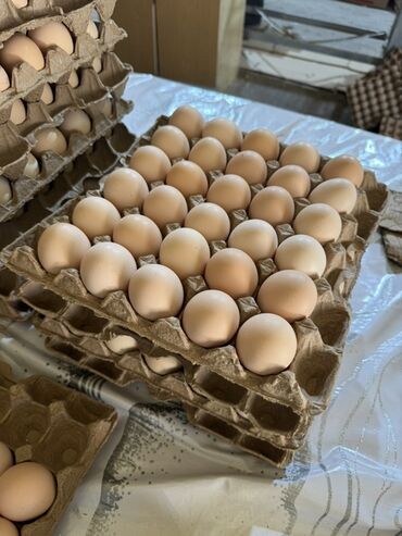 мишки оптом бишкек: Куриные яйца в упаковках по 30 штук. Яйца светло-коричневого цвета