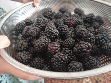 Другие комнатные растения: Саженцы Ежевика безшипная — саженцы с открытой корневой системой сорт — 8