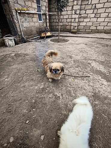 itler doberman: Pekines, 1 il, Erkək — 1