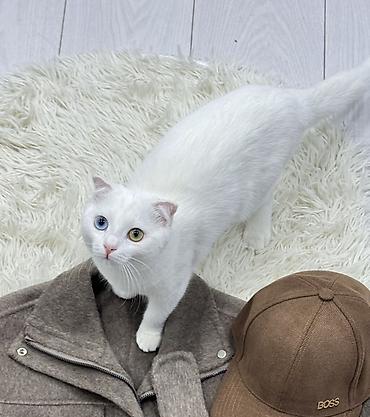 для скота: 🐱 Продаётся кошечка Мия 🤍 Шотландская вислоухая девочка, 7 месяцев — 5