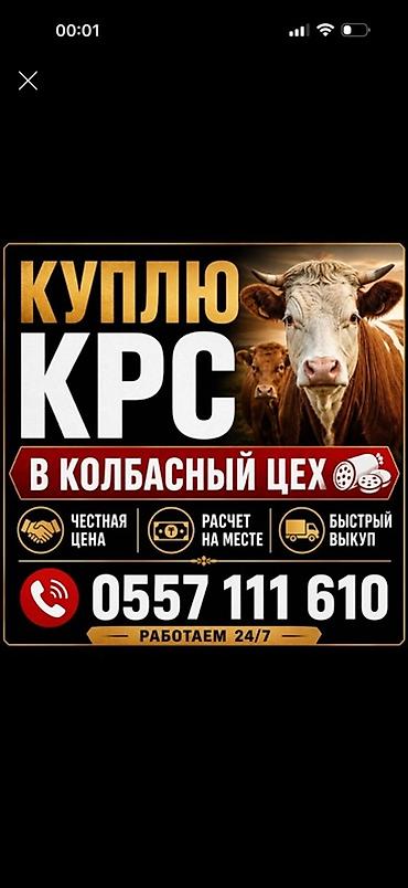 С/х животные и товары: Приём и выкуп скота для колбасного цеха. Что принимаем: - КРС — 2