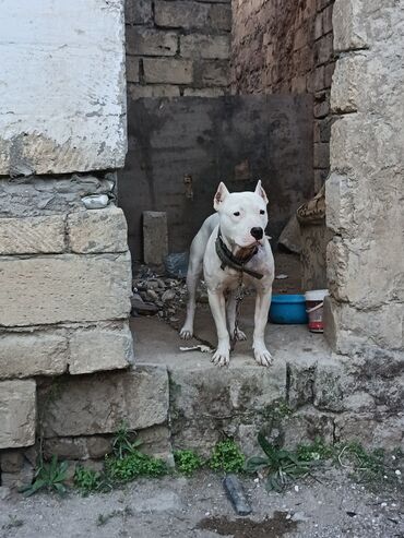 İtlər: Ağ rəngli, əzələli, orta-böyük ölçülü it. Qısa tüklü, qulaqları kəsik — 7