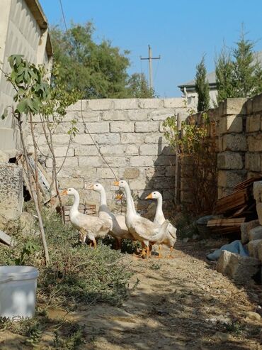 merdekanda heyet evlerin qiymeti: Erkək, | Linda, Ətlik, Ünvandan götürmə