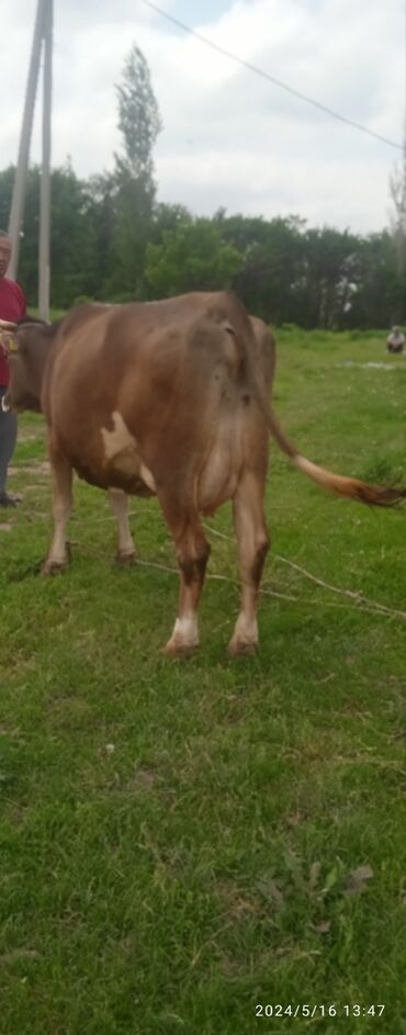 краснодатская корова: Продаю | Корова (самка) | Алатауская | Для молока