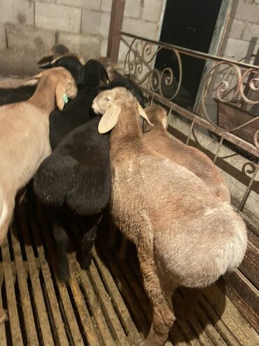 Бараны, овцы: Продаю | Ягненок, Баран (самец) | Полукровка | На забой | Осеменитель, Племенные — 2