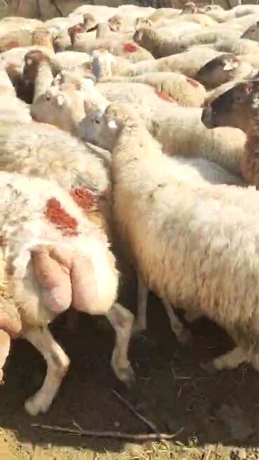 Qoyunlar, qoçlar: Dişi, il: 1, 50 kq, Damazlıq, Ünvandan götürmə — 4