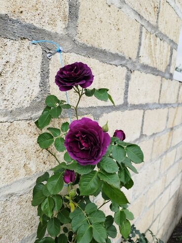 Şitillər: Məhsul: Bağ bitkiləri və meyvə fidanları seçimi - Hibiskus (Rose of — 89