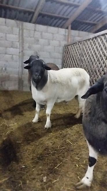 Баран, овца: Продаю | Баран (самец) | Для разведения | Племенные — 3