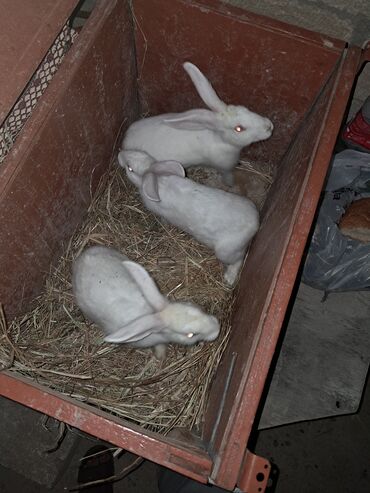 ineklerin qiymeti: Salam.2erkəy 1dişi dovşan satilir.Albinos cinsidrlər.Qiymətdə