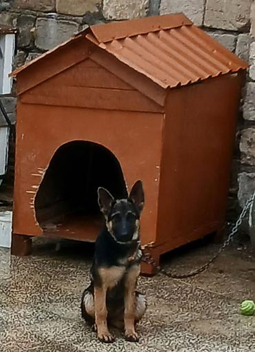 pitbull iti satilir: Alman çoban iti, 4 ay, Dişi, Peyvəndli — 1