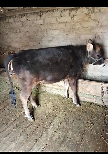 Коровы, быки: Продаю | Бык (самец) | На откорм | Привязанные — 3
