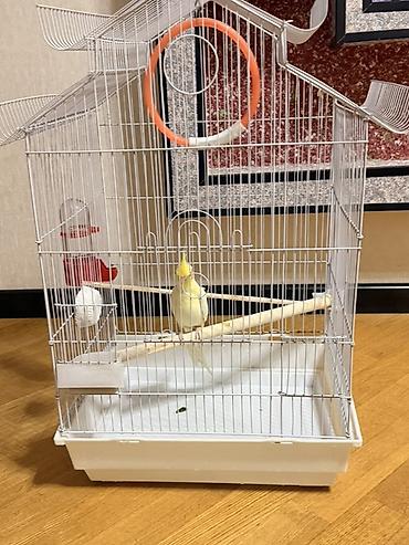 qara toyuq quşu: Məhsul: Sarı rəngli nimfa (cockatiel) tutuquşu Təsvir: - Gözoxşayan — 5